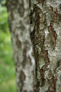 Récolte de la sève de bouleau